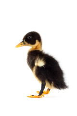 The black small duckling