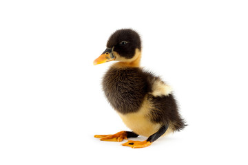 The black small duckling