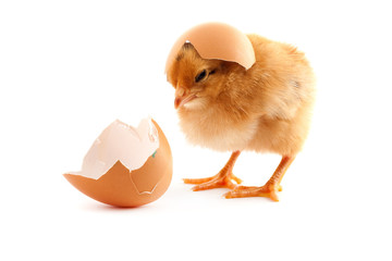 The yellow small chick