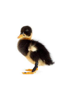 The black small duckling