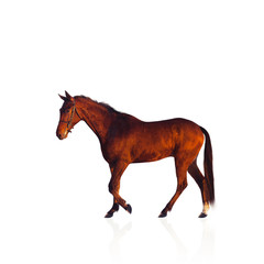 Fototapeta na wymiar Chestnut stallion isolated on white.