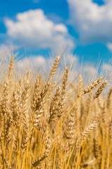 A wheat field, fresh crop of wheat