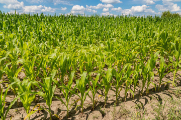 Green corn field