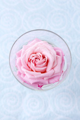 Beautiful fresh rose in glass on color wallpaper background