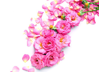 Beautiful pink rose petals isolated on white