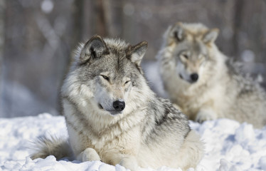 deux loups gris