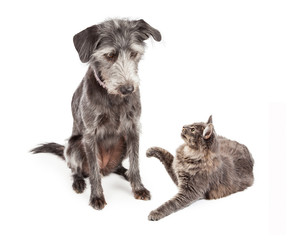 Dog Looking At Playful Cat