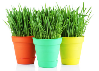 Green grass in pots isolated on white