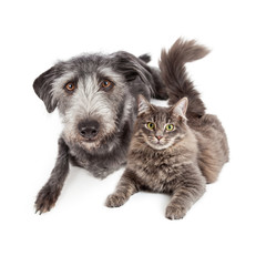 Grey Dog and Cat Laying Closely Together