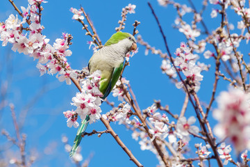 Halsbandsittich in der Mandelblüte