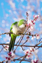 Halsbandsittich in der Mandelblüte
