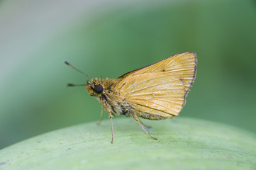 Obraz premium Borboleta da família Hesperiidae