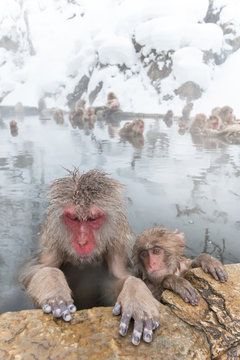 温泉のおさるさん Monkeys and snow-see viewing hot spring