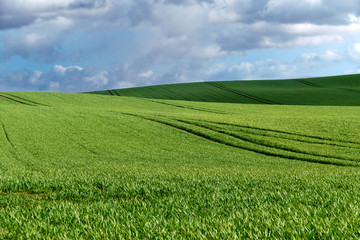 Obraz na płótnie Canvas wide green field and blue sky with clouds