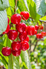 Cherry berries with drops on a tree branch