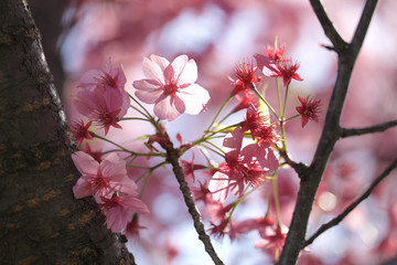 sakura