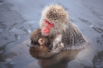 Fototapeta premium Monkey mother and baby in hot spring