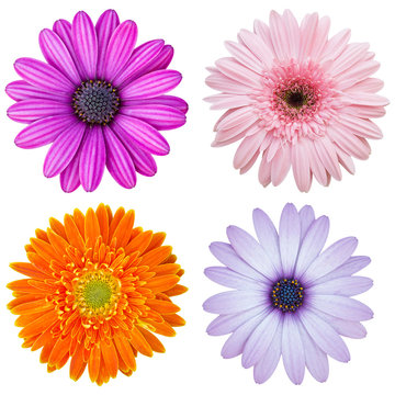 set of colorful flower isolated on white with clipping path