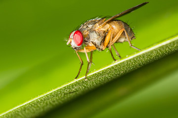 Closeup of a fly on a green leaf