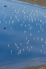 Sea Gulls at the Salton Sea