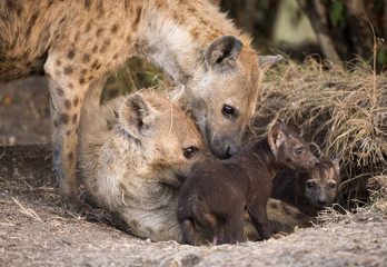 spotted hyaenas at den with young