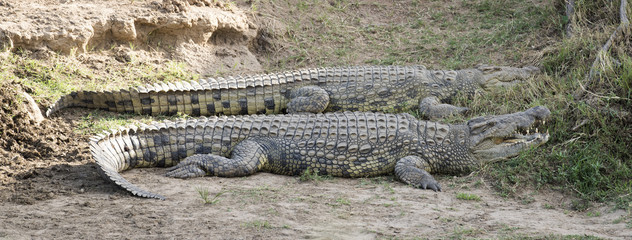 crocodiles on the banks of the Mara river.