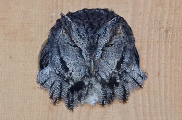 Evil Looking Western Screech-Owl Peering Out From a Nesting Box