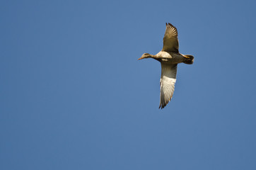 Female Mallard Duck Flying in a Blue Sky