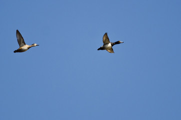 Pair of Ring-Necked Ducks Flying in a Blue Sky