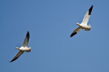 Pair of Snow Geese Flying in a Blue Sky