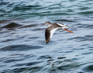 Common Redshank in Flight
