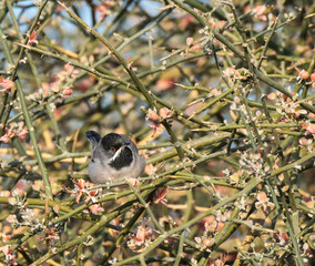 Ruppell's Warbler