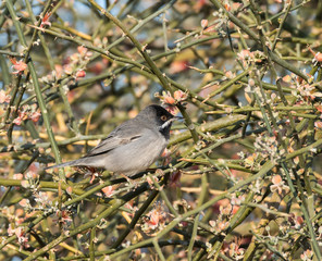 Obraz premium Ruppell's Warbler