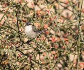 Fototapeta premium Ruppell's Warbler