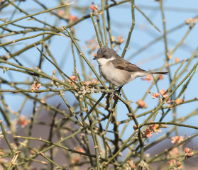 Ruppell's Warbler
