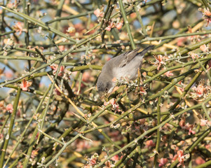 Ruppell's Warbler