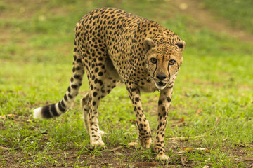 cheetah on wild