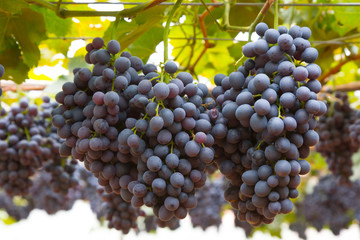 Bunche of blue grapes on vine