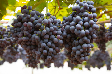 Grapes in vineyard