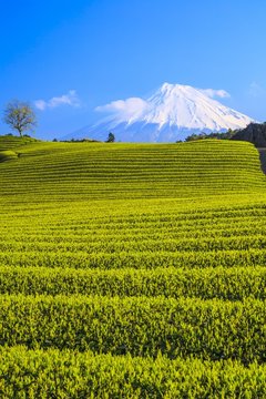 Tea plantation and Mt. Fuji, Shizuoka, Japan