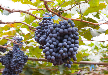 Bunche of blue grapes on vine