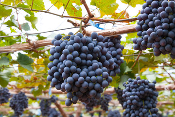 Grapes in vineyard