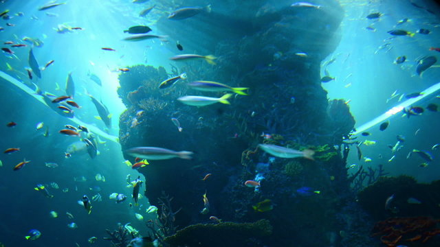 Biggest aquarium in the world