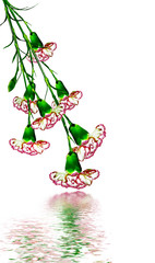 carnation flowers isolated on white background