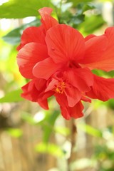 Hibiscus flowers  in the nature