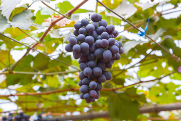 Grapes in the garden