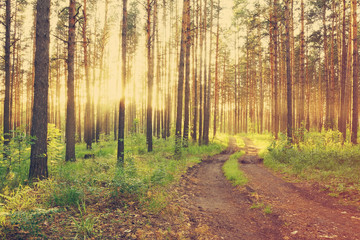 dirt road in the woods, instagram retro style