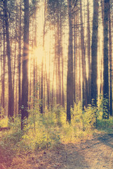 Obraz premium zachód słońca, instagram w stylu retro