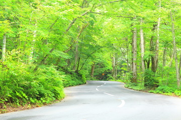 Road passing through the fresh green, Aomori, Japan