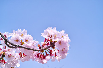 すっきりとした青空とサクラの花